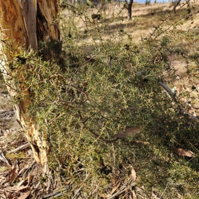 Acacia genistifolia (Early Wattle) at QPRC LGA - 20 May 2024 by BrianSummers