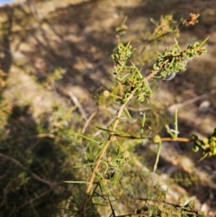 Acacia genistifolia at QPRC LGA - 20 May 2024