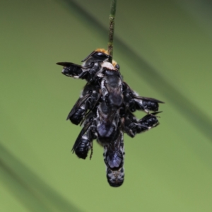 Megachile lucidiventris at Cordeaux Heights, NSW - 18 Nov 2020