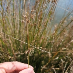 Juncus sp. (A Rush) at Jerrabomberra Wetlands - 20 May 2024 by CapitalReptileSpecialists