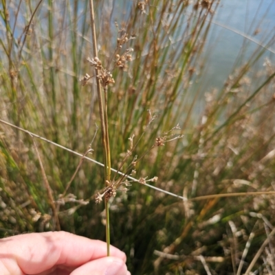 Juncus (genus) (A Rush) at Jerrabomberra Wetlands - 20 May 2024 by CapitalReptileSpecialists