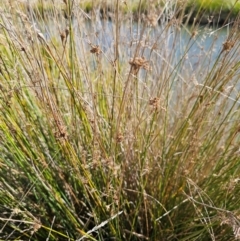 Juncus sp. at Jerrabomberra Wetlands - 20 May 2024