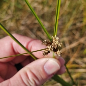 Bolboschoenus medianus at Jerrabomberra Wetlands - 20 May 2024