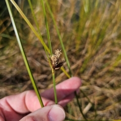 Bolboschoenus medianus at Jerrabomberra Wetlands - 20 May 2024