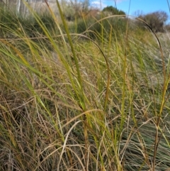 Bolboschoenus medianus at Jerrabomberra Wetlands - 20 May 2024