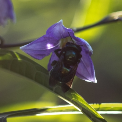 Xylocopa (Lestis) aerata (Golden-Green Carpenter Bee) at Keiraville, NSW - 10 Oct 2020 by PaperbarkNativeBees