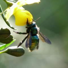 Xylocopa (Lestis) aerata (Golden-Green Carpenter Bee) at Austinmer, NSW - 29 Sep 2015 by PaperbarkNativeBees