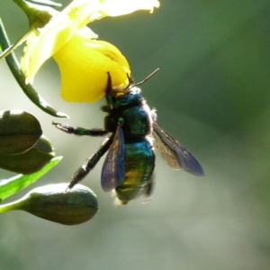 Xylocopa (Lestis) aerata (Golden-Green Carpenter Bee) at Austinmer, NSW by PaperbarkNativeBees