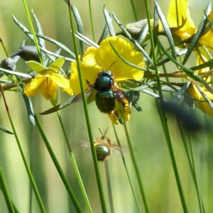 Xylocopa (Lestis) aerata at Austinmer, NSW - 29 Sep 2015 11:48 AM