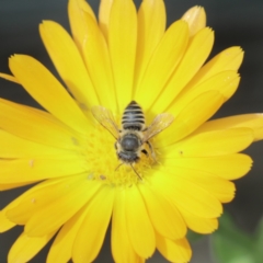 Megachile serricauda at Unanderra, NSW - 22 Dec 2018 by PaperbarkNativeBees