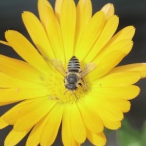 Lasioglossum (Chilalictus) lanarium (Halictid bee) at suppressed by PaperbarkNativeBees