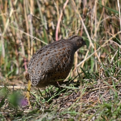 Synoicus ypsilophorus (Brown Quail) at Chapman, ACT - 20 May 2024 by davidcunninghamwildlife