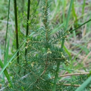 Erica lusitanica at Isaacs Ridge and Nearby - 20 May 2024