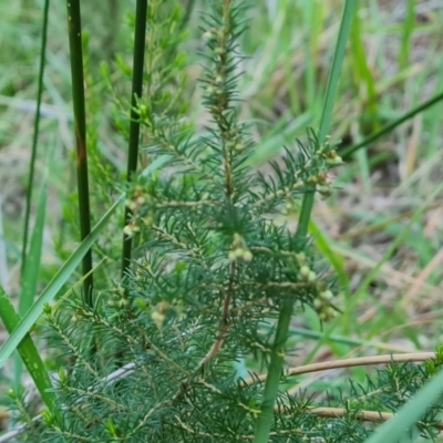 Erica lusitanica (Spanish Heath ) at Isaacs Ridge and Nearby - 20 May 2024 by Mike