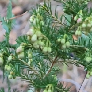 Erica lusitanica at Isaacs Ridge and Nearby - 20 May 2024