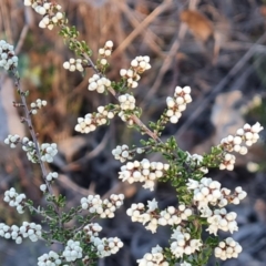 Cryptandra amara (Bitter Cryptandra) at Wanniassa Hill - 20 May 2024 by Mike