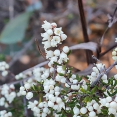 Cryptandra amara (Bitter Cryptandra) at Wanniassa Hill - 20 May 2024 by Mike