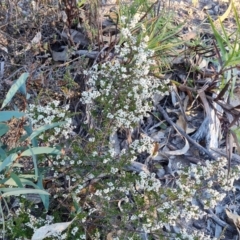 Cryptandra amara at Wanniassa Hill - 20 May 2024