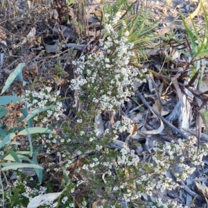 Cryptandra amara at Wanniassa Hill - 20 May 2024