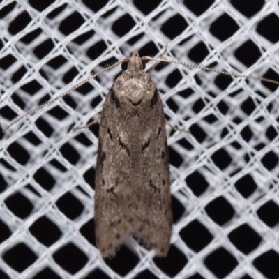 Philobota (genus) (Unidentified Philobota genus moths) at Jerrabomberra, NSW - 17 May 2024 by DianneClarke