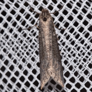 Unidentified Case moth (Psychidae) at Jerrabomberra, NSW by DianneClarke