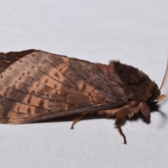 Oxycanus (genus) at QPRC LGA - 17 May 2024 by DianneClarke