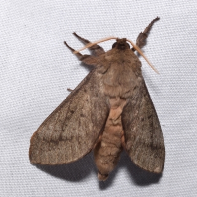 Oxycanus (genus) at QPRC LGA - 17 May 2024 by DianneClarke