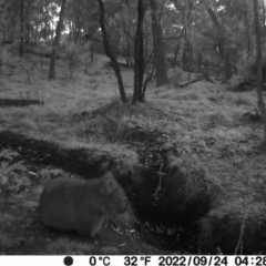 Vombatus ursinus (Common wombat, Bare-nosed Wombat) at Jacka, ACT - 23 Sep 2022 by Jiggy
