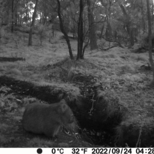 Vombatus ursinus (Common wombat, Bare-nosed Wombat) at Jacka, ACT by Jiggy