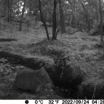 Vombatus ursinus (Common wombat, Bare-nosed Wombat) at Jacka, ACT - 24 Sep 2022 by Jiggy