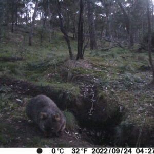 Vombatus ursinus at Jacka, ACT - 24 Sep 2022 04:23 AM