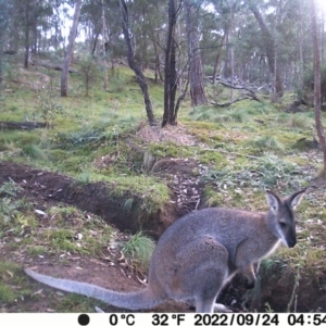 Notamacropus rufogriseus (Red-necked Wallaby) at Jacka, ACT by Jiggy