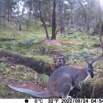 Notamacropus rufogriseus (Red-necked Wallaby) at Jacka, ACT - 19 May 2024 by Jiggy