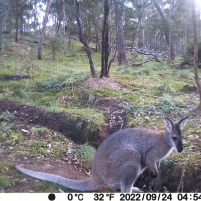 Notamacropus rufogriseus (Red-necked Wallaby) at Jacka, ACT - 20 May 2024 by Jiggy