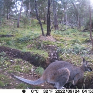 Notamacropus rufogriseus at Jacka, ACT - 20 May 2024