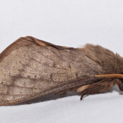 Oxycanus (genus) at QPRC LGA - 17 May 2024 by DianneClarke