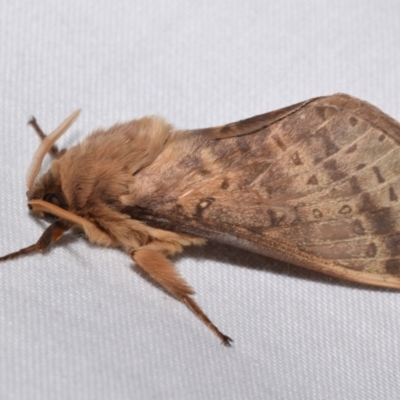 Oxycanus (genus) at QPRC LGA - 17 May 2024 by DianneClarke