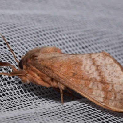 Oxycanus (genus) (Unidentified Oxycanus moths) at QPRC LGA - 17 May 2024 by DianneClarke