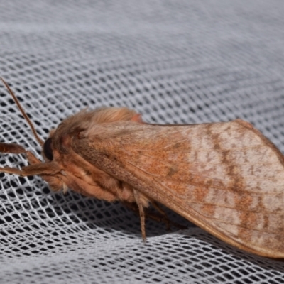 Oxycanus (genus) at QPRC LGA - 17 May 2024 by DianneClarke