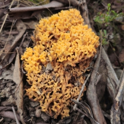 Ramaria sp. (A Coral fungus) at Captains Flat, NSW - 20 May 2024 by Csteele4