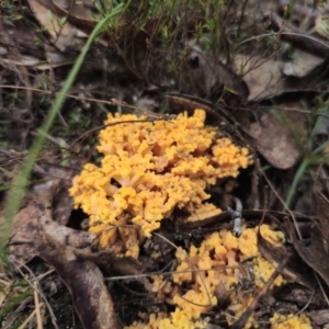 Ramaria sp. at QPRC LGA - 20 May 2024