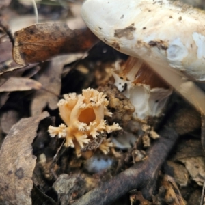 Ramaria sp. at QPRC LGA - 20 May 2024