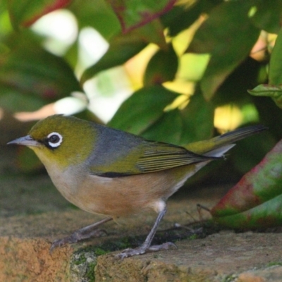 Zosterops lateralis (Silvereye) at Tahmoor, NSW - 20 May 2024 by Freebird