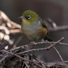 Zosterops lateralis at Wollondilly Local Government Area - 20 May 2024