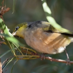 Zosterops lateralis at Wollondilly Local Government Area - 20 May 2024 01:36 PM