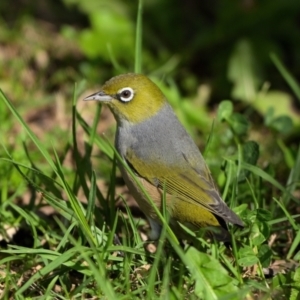 Zosterops lateralis at Wollondilly Local Government Area - 20 May 2024