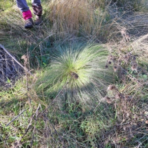 Nassella trichotoma at Mount Majura - 20 May 2024