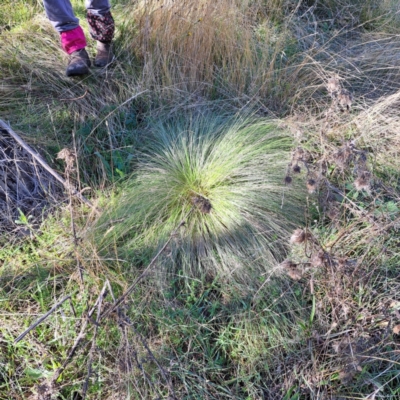 Nassella trichotoma (Serrated Tussock) at Mount Majura - 20 May 2024 by abread111