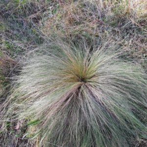 Nassella trichotoma at Mount Majura - 20 May 2024