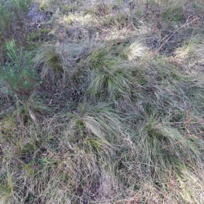 Nassella trichotoma (Serrated Tussock) at Mount Majura - 20 May 2024 by abread111